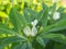 Fenugreek plant with flower in field.