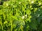 Fenugreek plant with flower in field.