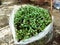 Fenugreek sprouts & x28;methi& x29; - growing Fenugreek at home in plastic pot or bag