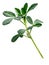 Fenugreek Trigonella foenum-graecum plant, paths