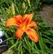 Fenway Victory Gardens Dragon Lily