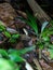 Fer-De-Lance (Bothrops atrox) in Costa Rica