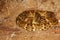 Fer de Lance, poisonous snake in Brazil