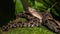 Fer de lance viper in Costa Rica