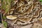 Fer-de-lance Viper, Terciopelo Viper, Tropical Rainforest, Costa Rica