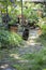 Feral Black Cat in Garden