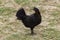 Feral Black Hen on the beach of the North Shore