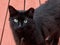 Feral Black TNR Cat