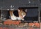 Feral Calico Cat in a Box for Shelter