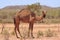 Feral camel in arid Australia