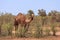 Feral camel in Australian outback