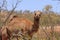 Feral camel eating acacia leaves in outback Australia