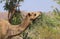 Feral Camel eating in Australian outback