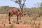 Feral camel standing in arid Australia