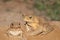 Feral cane toad in outback Queensland