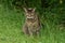 A Feral Cat With Attitude Sits In The Grass Whilst on The Hunt