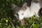 Feral cat on a farm with rodent prey in her mouth at night