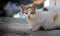 Feral cat on a Greek island