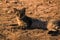 Feral cat in Israel at the Dead Sea