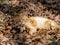 Feral cat napping in fallen forest leaves