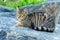 Feral cat resting on rocks