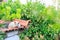 Feral cat resting on the roof tiles