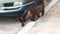 Feral cat sniffing a car and go away