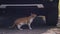 Feral cat sniffing a car and go away rear view