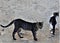 Feral cats, Chania, Crete