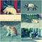 Feral Cats live outdoors and need adoption collage toned image set