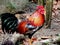 Feral Chickens, St. John, US Virgin Islands