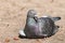 Feral city pigeon resting on ground