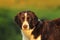 Feral dog portrait