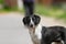 Feral dog portrait on the street