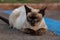 Feral domestic Siamese cat