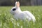 Feral domesticated rabbit