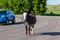 Feral Donkey in the Road
