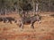 Feral donkeys grazing on dry grass in outback Central Australia