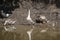 Feral Geese foraging in the small water pond in Central India