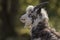 Feral goat portrait with Autumn colour background