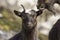 Feral goat portrait with Autumn colour background