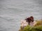 Feral goat on rocky ledge overlooking sea on rugged north Devon coast.