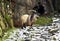 Feral Goat, Welsh mountain goat, Hiding from the storm