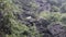 Feral goats climb rocks covered with rainforest