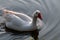 Feral Greylag Goose in East Flanders