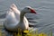 Feral Greylag Goose in East Flanders