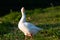 Feral Greylag Goose in East Flanders