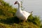 Feral Greylag Goose in East Flanders