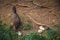 Feral hen with chicks in the forest on Oahu island