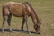 Feral Horse Eating